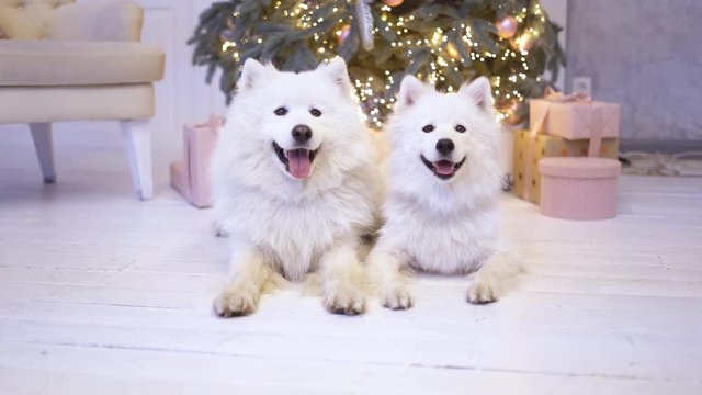 two fluffy white puppy dogs lie under a Christmas tree. snowy husky holiday dog. dog under the tree as a gift 4k