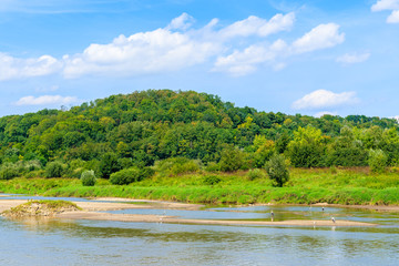 Stork birds on bank of Vistula river and green hills near Cracow city on sunny summer day, Poland