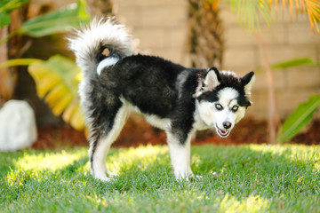 Naklejka premium Pomsky Puppy on the Grass
