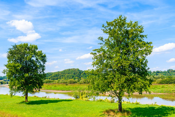 Green trees on meadow and Vistula river in background near Cracow city on sunny summer day, Poland
