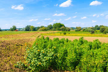 Fototapeta na wymiar Hops plantation and sunflowers on green field in distance, Poland