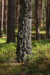 Obraz premium Landscape near Hel town. Hel Peninsula. Poland