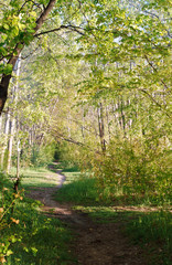 Spring forest landscape. Trail in the spring forest.