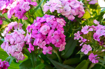 Red and pink flowers of the garden of clove. Dianthus caryophyllus flowers.