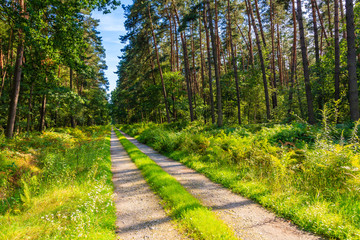 Cycling path in Niepolomicka forest near Cracow city on sunny summer day, Poland
