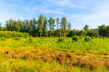 Trees on field in Niepolomicka forest near Cracow city on sunny summer day, Poland