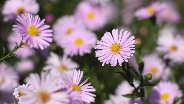 Autumn asters flowers