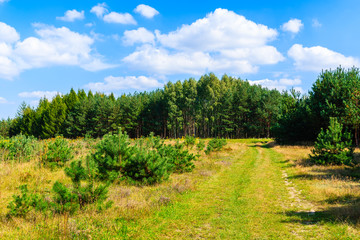 Fototapeta na wymiar Forest and green fields on sunny summer day near Olkusz town, Poland