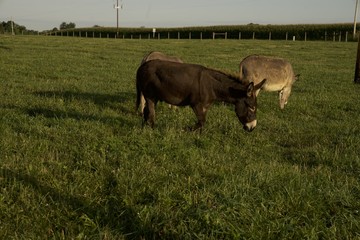 mule, mules and donkeys are great farm work animals