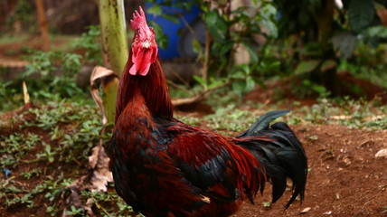 portrait of a rooster