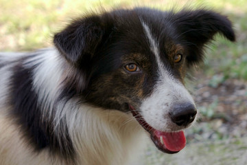 Beautiful Outdoor dog looking