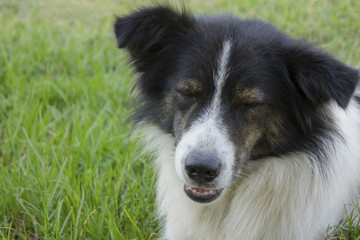 Beautiful Outdoor dog looking
