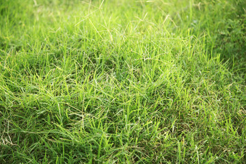 Obraz premium Green Grass