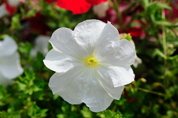 White Flower