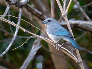 Tangara sayaca, sayaca tanager