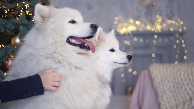 two fluffy white puppy dogs lie under a Christmas tree. snowy husky holiday dog. dog under the tree as a gift 4k