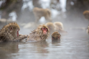 macaque monkey in a bath in japan © sarah