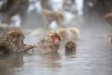 Fotobehang Aap macaque monkey in a bath in japan  © sarah