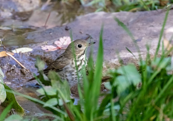 Hermit thrush perched on rock at Capulin Spring in Cibola National Forest, Sandia Mountains, New Mexico