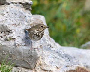 Hermit thrush perched on rock at Capulin Spring in Cibola National Forest, Sandia Mountains, New Mexico