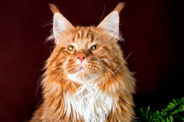 Big maine coon cat sitting on stump on brown background