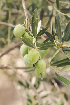 Green olives in an olive tree branch