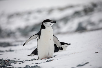 penguin in the arctic
