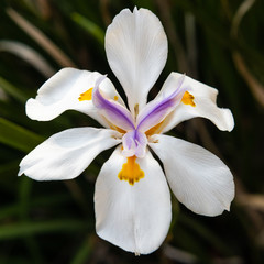 Fototapeta na wymiar African iris (Dietes Grandiflora) flower