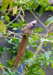 Fototapeta premium Speckled mousebird (Colius striatus) eating spring shoots