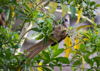 Speckled mousebird (Colius striatus) eating shoots on a tree