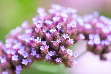 Fototapeta na wymiar A close up picture of beautiful purple lavender