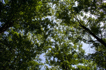 Looking up at the sky and admiring the top of the trees