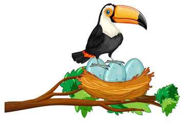 toucan sitting on nest of eggs