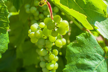 Close-up of grape tree where grapes blooming in sun
