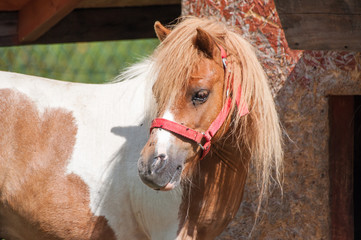Close-up of caramel pony on pasture