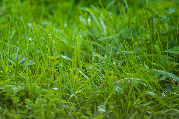 View of grass with raindrops after rain