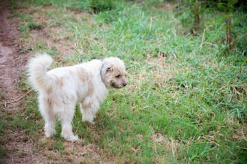 dog on the way.dog in a meadow.street dog.