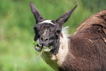 Close-up of lama chewing grass on pasture