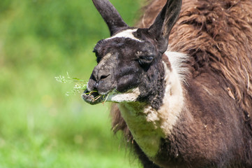 Close-up of lama chewing grass on pasture