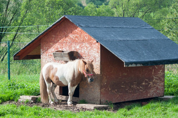 Little caramel pony hiding under animal's hut