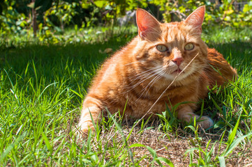 Naklejka na ściany i meble Close-up of ginger cat lying on grass in garden, enjoying sunlight