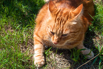 Close-up of ginger cat lying on grass in garden, enjoying sunlight