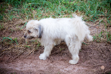 dog on the way.dog in a meadow.street dog.