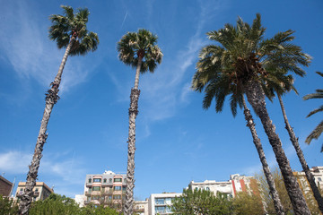 Barcelona landscape with palm trees