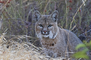 Naklejka premium Bobcat w górach Kalifornii