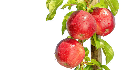 bunch of red apples on a branch with green leaves close-up isolate on a white background. The concept of harvesting in the garden, copy space