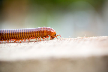 Millipede is moving on wood.Millipede is moving on nature background.