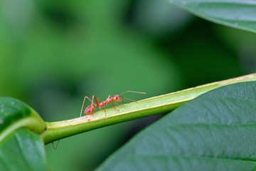 Red ant on leaf.