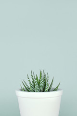Zebra print succulent on pastel mint background