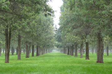 Fototapeta premium Bosque infinito